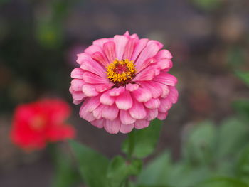 Close-up of pink flower