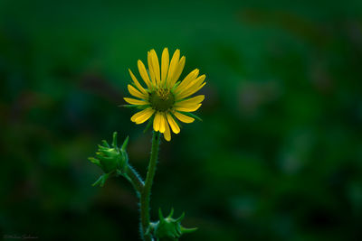 Close-up of yellow flowering plant on field