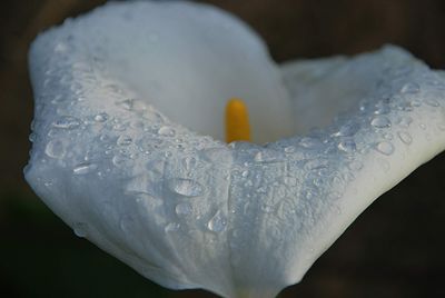 Close-up of water drops on white rose flower