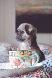 Dog looking away while sitting on bed