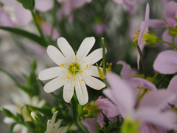 Close-up of white flower
