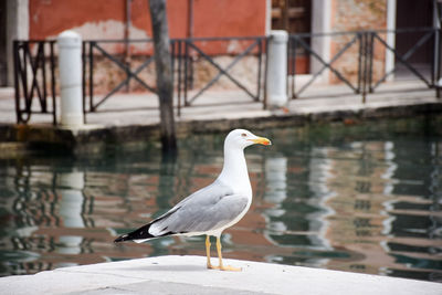 Close-up of bird perching on water