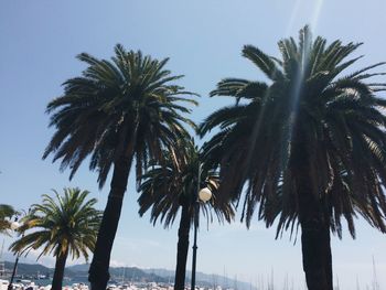 Low angle view of palm tree