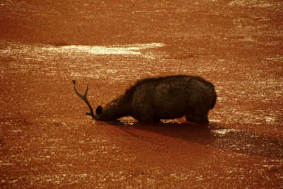 Side view of a horse on field