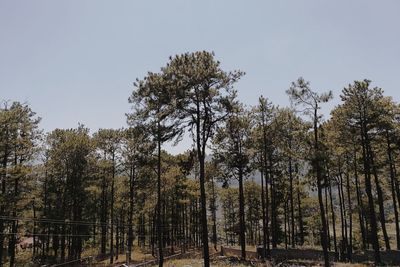 Low angle view of trees in forest against clear sky