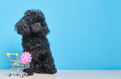 Dog sitting on pink flower against blue background