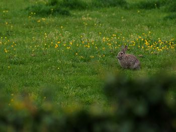 View of an animal on field