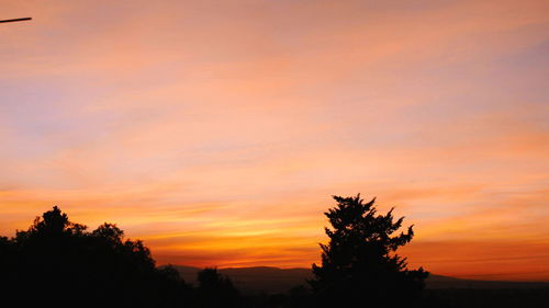 Silhouette of tree at sunset