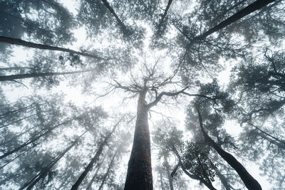 Directly below shot of tree against sky