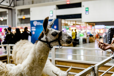 Handsome white llama at the fair