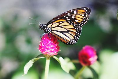 Close-up of butterfly pollinating flower