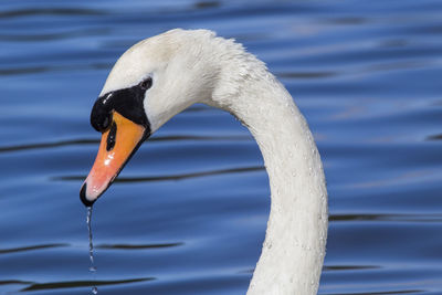 Close-up of swan on lake