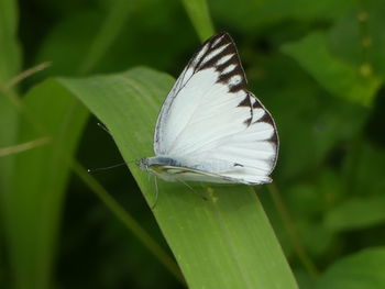 Close-up of butterfly on leaf