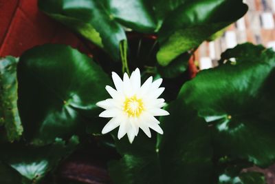 Close-up of white flowering plant