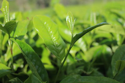 Close-up of wet plant