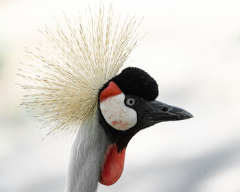 Close-up of a crane