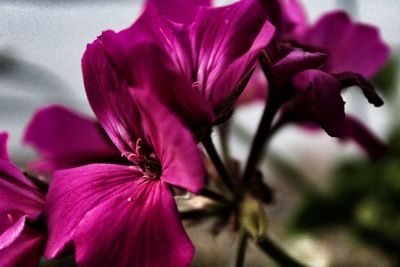 Close-up of pink flowers blooming outdoors