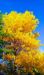 Low angle view of autumnal trees against blue sky