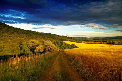 Scenic view of agricultural field against sky