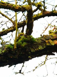 Low angle view of tree against clear sky