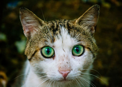 Close-up portrait of cat