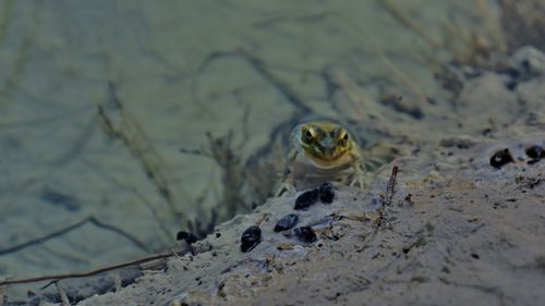 High angle view of lizard on beach