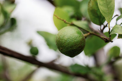 Low angle view of fruits on tree