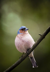 Close-up of bird perching on branch