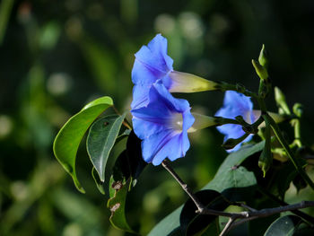 Close-up of purple flowering plant