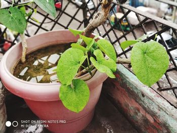 High angle view of potted plant on table