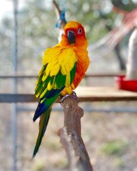 Close-up of parrot perching on tree