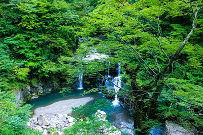 Plants and trees by river in forest