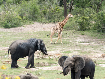 Elephant standing in a farm