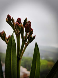 Close-up of flowering plant against sky