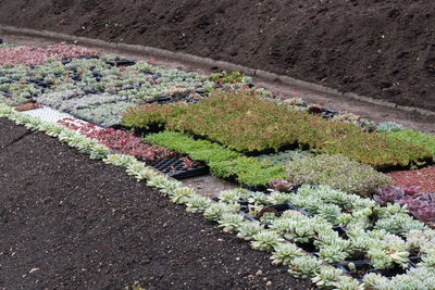 High angle view of flowering plants on road