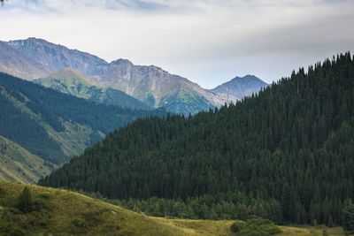 Scenic view of forest against sky