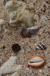 Close-up of seashell on sand