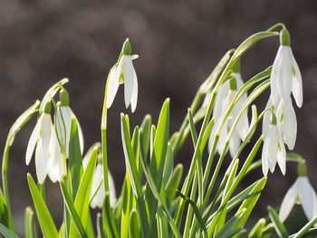 Close-up of flowering plants against blurred background