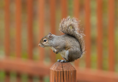 Close-up of squirrel on outdoors