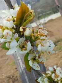 Close-up of white cherry blossom