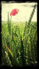 Close-up of plant growing in field