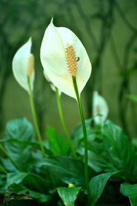 Close-up of white flowers