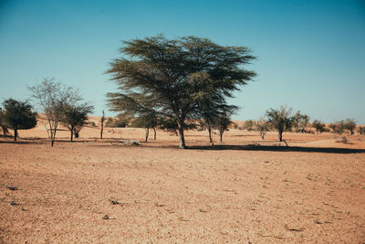 Trees on field against clear sky