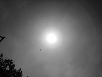 Low angle view of bird flying in sky