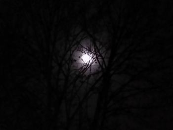 Low angle view of silhouette bare tree against sky at night