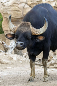 Precious gaur bos gaurus, also called seladang or indian bison.