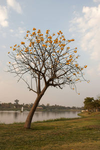 Tree by lake against sky