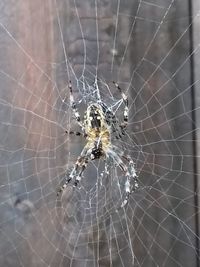 Close-up of spider on web