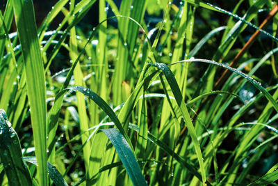 Close-up of wet grass on field