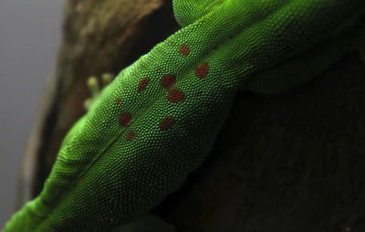 Close-up of green lizard